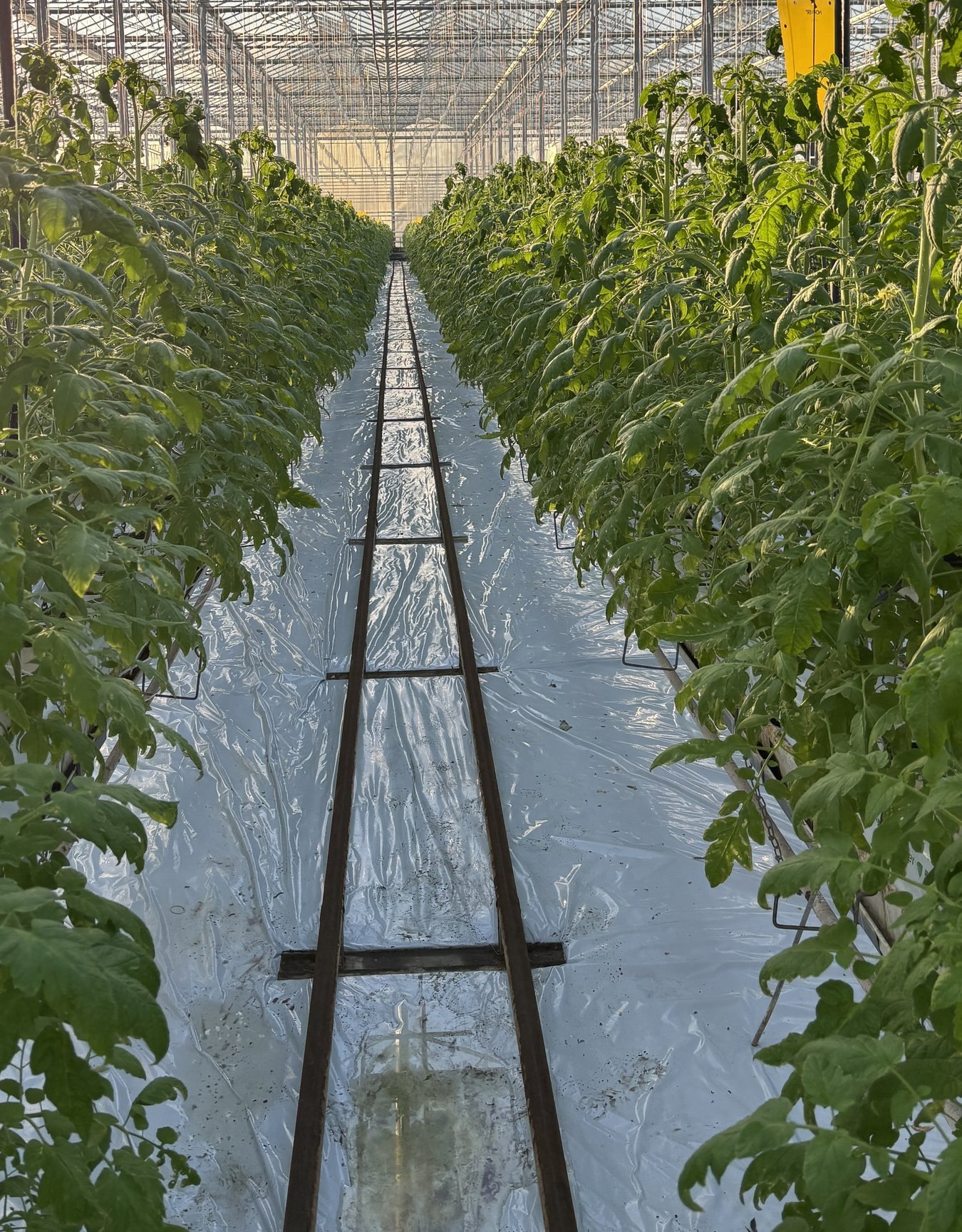 Szklarnia z uprawą pomidora